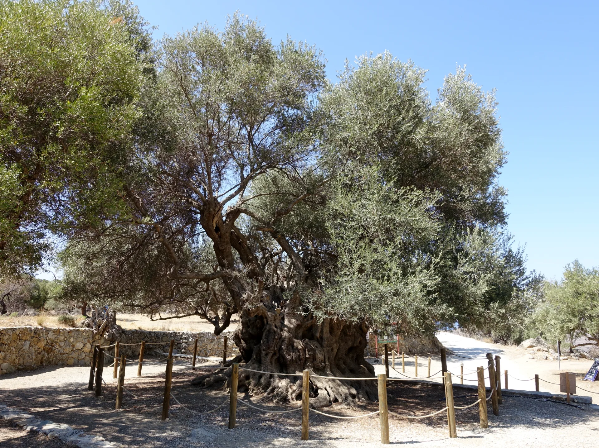 Monumental ancient olive tree near Kavousi with a gnarled trunk and broad crown